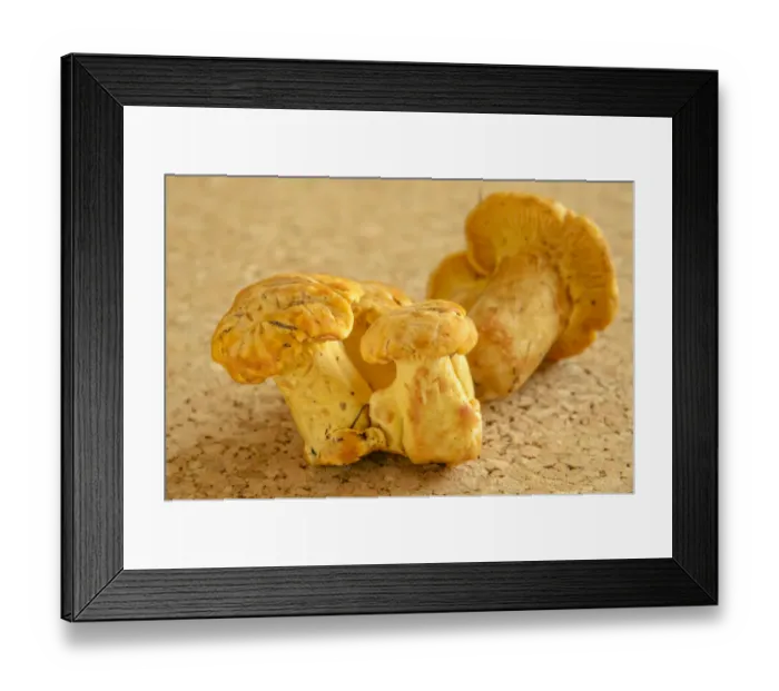 Framed Print : Fresh chanterelles or golden chanterelles -Cantharellus cibarius- Framed Print : Fresh chanterelles or golden chanterelles -Cantharellus cibarius-