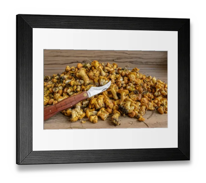 Framed Print : Fresh chanterelles or golden chanterelles -Cantharellus cibarius-, uncleaned, with mushroom knife Framed Print : Fresh chanterelles or golden chanterelles -Cantharellus cibarius-, uncleaned, with mushroom knife