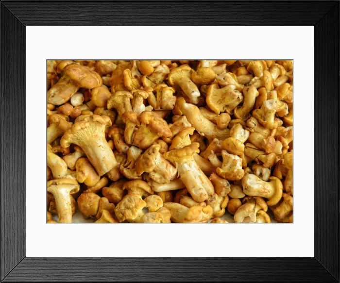 Framed Print : Fresh chanterelles or golden chanterelles -Cantharellus cibarius-, cleaned Framed Print : Fresh chanterelles or golden chanterelles -Cantharellus cibarius-, cleaned