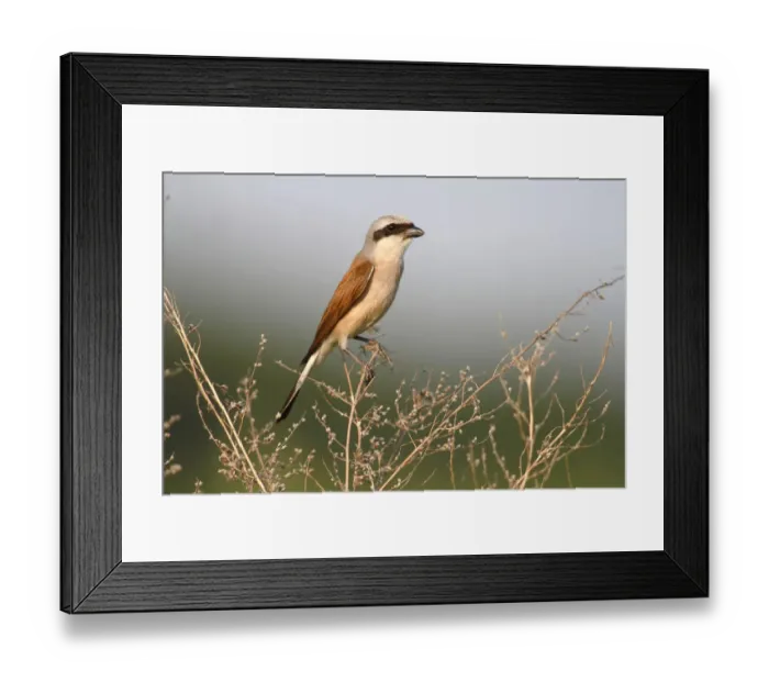 Framed Print : Red-backed Shrike -Lanius collurio-, male perched on twig, Hansag, Andau, Lake Neusiedl, Burgenland, Austria, Europe Framed Print : Red-backed Shrike -Lanius collurio-, male perched on twig, Hansag, Andau, Lake Neusiedl, Burgenland, Austria, Europe