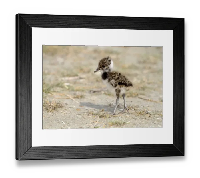 Framed Print : Northern Lapwing, Peewit or Green Plover -Vanellus vanellus-, chick standing on the beach, Apetlon, Lake Neusiedl, Burgenland, Austria, Europe Framed Print : Northern Lapwing, Peewit or Green Plover -Vanellus vanellus-, chick standing on the beach, Apetlon, Lake Neusiedl, Burgenland, Austria, Europe
