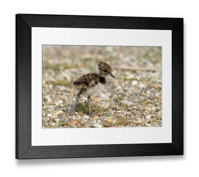 Framed Print : Northern Lapwing, Peewit or Green Plover -Vanellus vanellus-, chick standing on the beach, Apetlon, Lake Neusiedl, Burgenland, Austria, Europe