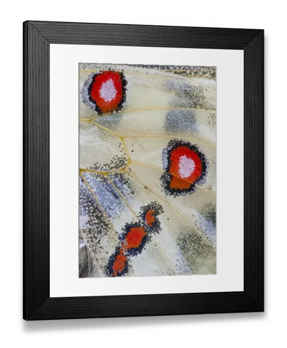Framed Print : Apollo or Mountain Apollo butterfly -Parnassius apollo-, detail of wing spots, Germany