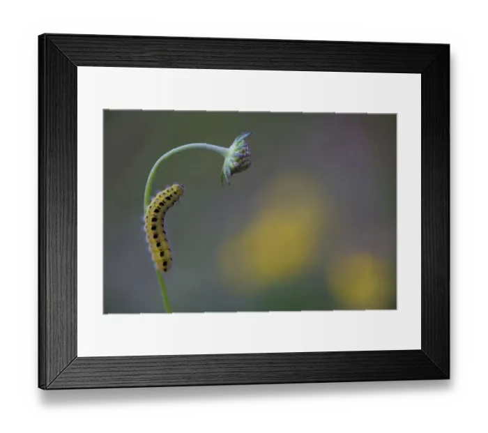 Framed Print : Caterpillar of a Six-spot Burnet Moth -Zygaena Filipendulae-, Germany Framed Print : Caterpillar of a Six-spot Burnet Moth -Zygaena Filipendulae-, Germany