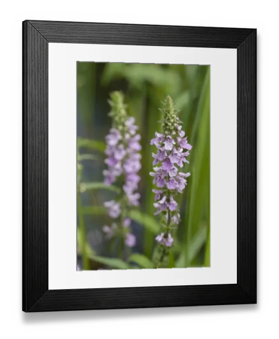 Framed Print : Marsh Woundwort -Stachys palustris-, Thuringia, Russia Framed Print : Marsh Woundwort -Stachys palustris-, Thuringia, Russia