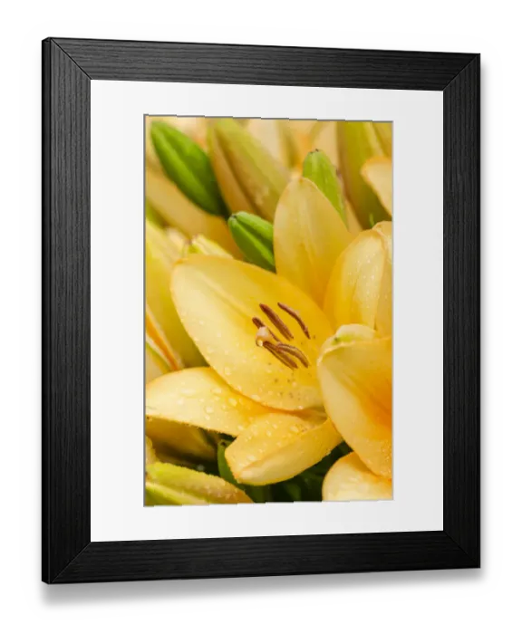 Framed Print : Yellow lilies -Lilium-, trumpet lilies, Germany, Europe Framed Print : Yellow lilies -Lilium-, trumpet lilies, Germany, Europe