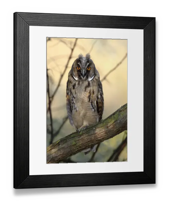 Framed Print : Long-eared Owl -Asio otus-, fledgling, juvenile, perched on branch, Apetlon, Lake Neusiedl, Burgenland, Austria, Europe Framed Print : Long-eared Owl -Asio otus-, fledgling, juvenile, perched on branch, Apetlon, Lake Neusiedl, Burgenland, Austria, Europe