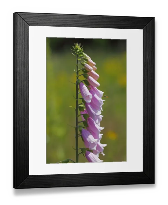 Framed Print : Common foxglove, purple foxglove or ladys glove -Digitalis purpurea-, pink form, medicinal plant, poisonous plant Framed Print : Common foxglove, purple foxglove or ladys glove -Digitalis purpurea-, pink form, medicinal plant, poisonous plant