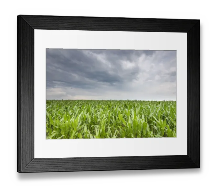 Framed Print : Young corn in a field -Zea mays subsp. mays- under cloudy skies, Baden-Wuerttemberg, Germany, Europe