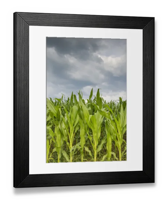 Framed Print : Young corn in a field -Zea mays subsp. mays- under cloudy skies, Baden-Wuerttemberg, Germany, Europe Framed Print : Young corn in a field -Zea mays subsp. mays- under cloudy skies, Baden-Wuerttemberg, Germany, Europe