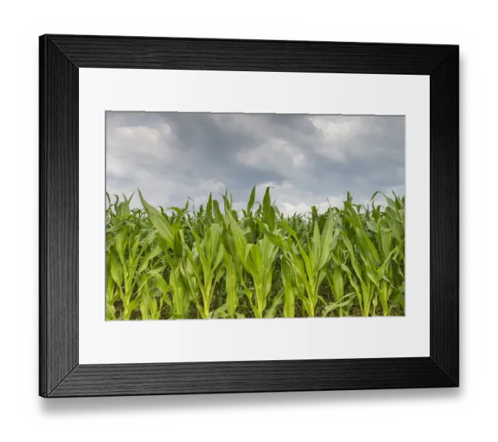 Framed Print : Young corn in a field -Zea mays subsp. mays- under cloudy skies, Baden-Wuerttemberg, Germany, Europe Framed Print : Young corn in a field -Zea mays subsp. mays- under cloudy skies, Baden-Wuerttemberg, Germany, Europe