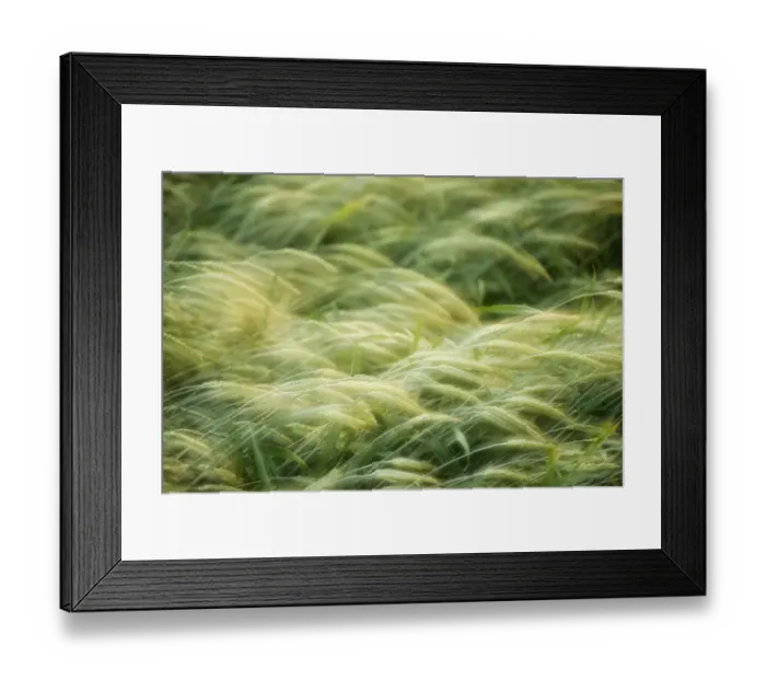 Framed Print : Semi-mature barley field -Hordeum vulgare-, Baden-Wuerttemberg, Germany, Europe Framed Print : Semi-mature barley field -Hordeum vulgare-, Baden-Wuerttemberg, Germany, Europe