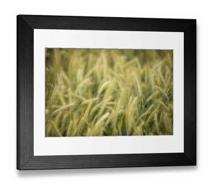Framed Print : Semi-mature barley field -Hordeum vulgare-, Baden-Wuerttemberg, Germany, Europe