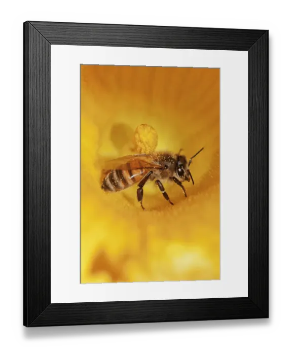 Framed Print : Western honey bee -Apis mellifera- on pumpkin flower, Hokkaido, Japan, Asien Framed Print : Western honey bee -Apis mellifera- on pumpkin flower, Hokkaido, Japan, Asien