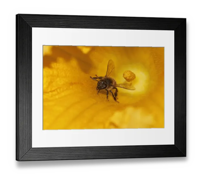 Framed Print : Western honey bee -Apis mellifera- on pumpkin flower, Hokkaido, Japan, Asien Framed Print : Western honey bee -Apis mellifera- on pumpkin flower, Hokkaido, Japan, Asien