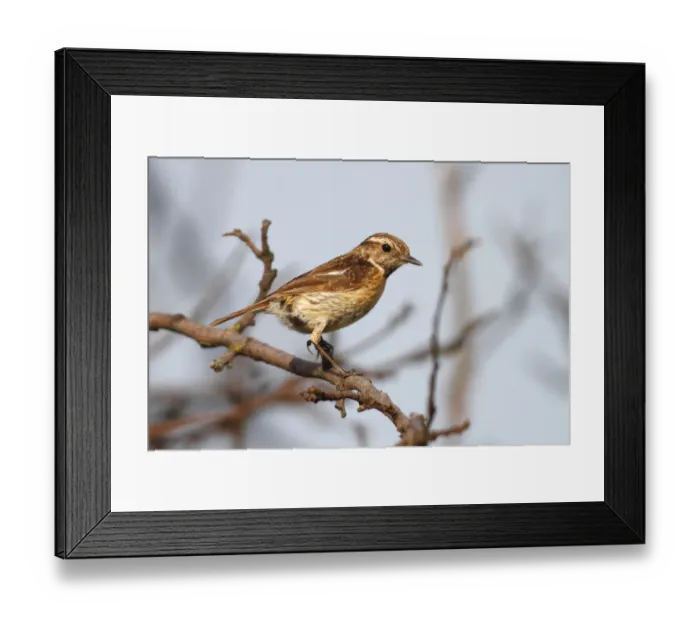 Framed Print : Stonechat -Saxicola torquata-, female sitting on a branch, Apetlon, Lake Neusiedl, Burgenland, Austria, Europe Framed Print : Stonechat -Saxicola torquata-, female sitting on a branch, Apetlon, Lake Neusiedl, Burgenland, Austria, Europe