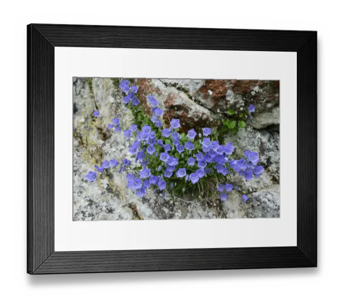Framed Print : Dwarf campanula or bellflower -Campanula cochleariifolia-, Buergenstock, Switzerland, Europe Framed Print : Dwarf campanula or bellflower -Campanula cochleariifolia-, Buergenstock, Switzerland, Europe