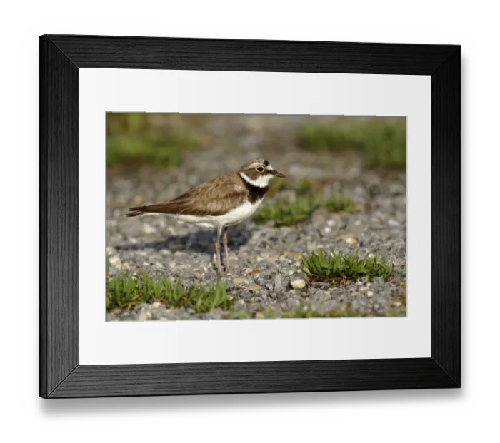 Framed Print : Ringed Plover -Charadrius dubius-, female standing on gravel, Illmitz, Lake Neusiedl, Burgenland, Austria, Europe Framed Print : Ringed Plover -Charadrius dubius-, female standing on gravel, Illmitz, Lake Neusiedl, Burgenland, Austria, Europe