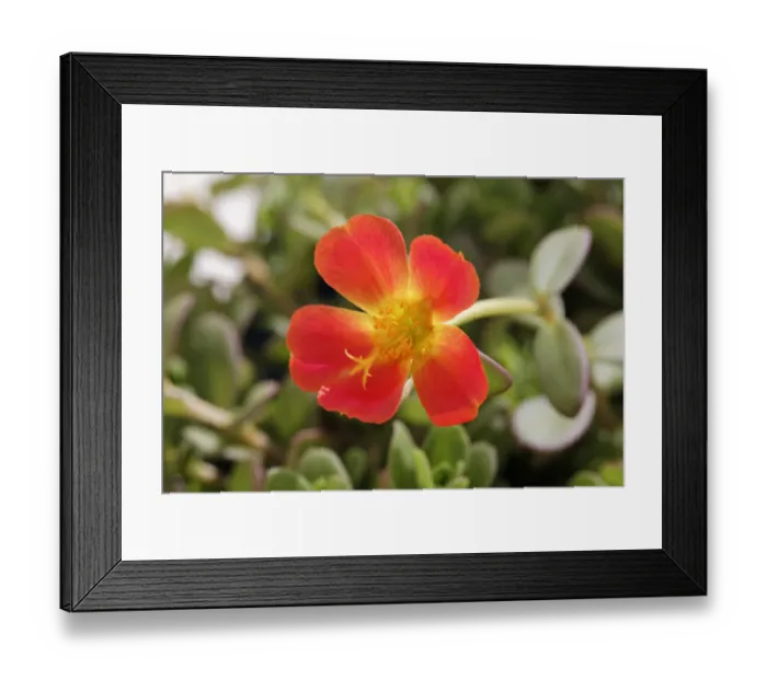 Framed Print : Moss-rose Purslane -Portulaca grandiflora-, garden plant, Bavaria, Germany