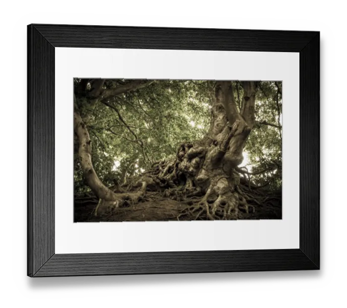Framed Print : Ancient Beech -Fagus- in a forest, Jasmund National Park, Lohme, Rugen, Mecklenburg-Western Pomerania, Germany Framed Print : Ancient Beech -Fagus- in a forest, Jasmund National Park, Lohme, Rugen, Mecklenburg-Western Pomerania, Germany