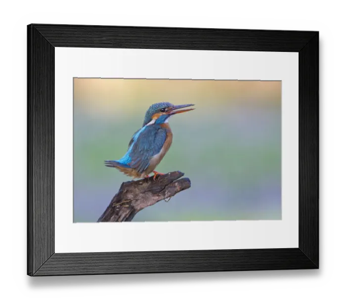 Framed Print : Kingfisher -Alcedo atthis-, female, threatening, Middle Elbe, Saxony-Anhalt, Germany Framed Print : Kingfisher -Alcedo atthis-, female, threatening, Middle Elbe, Saxony-Anhalt, Germany