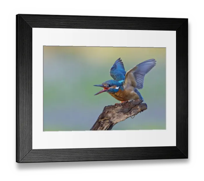 Framed Print : Kingfisher -Alcedo atthis-, female, threatening, Middle Elbe, Saxony-Anhalt, Germany Framed Print : Kingfisher -Alcedo atthis-, female, threatening, Middle Elbe, Saxony-Anhalt, Germany