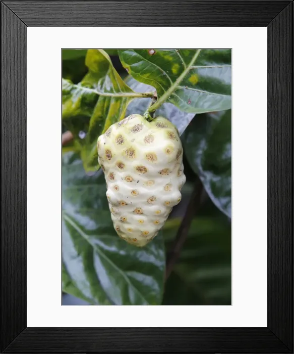Framed Print : Noni, Indian Mulberry or Great Morinda -Morinda citrifolia-, fruit, Big Island, Hawaii, USA Framed Print : Noni, Indian Mulberry or Great Morinda -Morinda citrifolia-, fruit, Big Island, Hawaii, USA