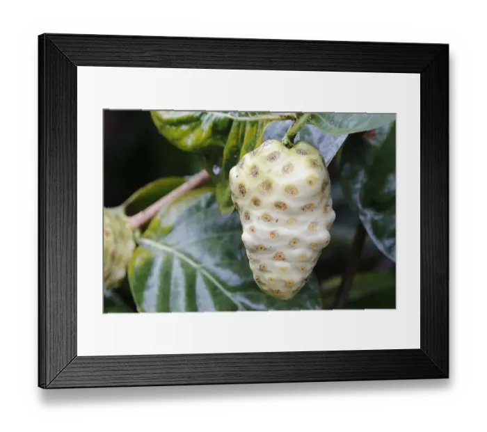 Framed Print : Noni, Indian Mulberry or Great Morinda -Morinda citrifolia-, fruit, Big Island, Hawaii, USA Framed Print : Noni, Indian Mulberry or Great Morinda -Morinda citrifolia-, fruit, Big Island, Hawaii, USA