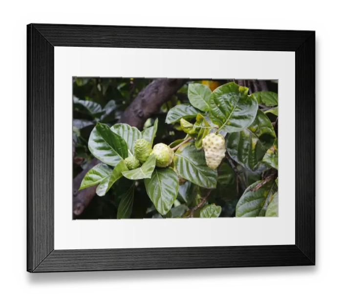 Framed Print : Noni, Indian Mulberry or Great Morinda -Morinda citrifolia-, fruits, Big Island, Hawaii, USA Framed Print : Noni, Indian Mulberry or Great Morinda -Morinda citrifolia-, fruits, Big Island, Hawaii, USA