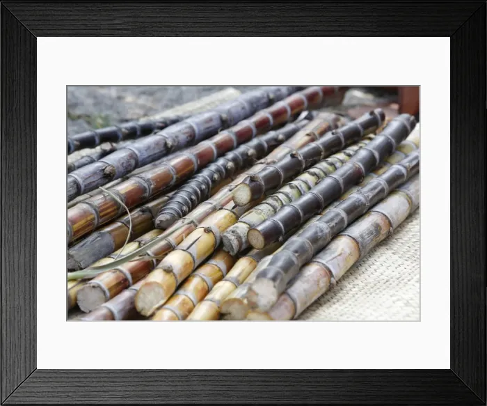 Framed Print : Sugar cane on display, Kailua-Kona, Big Island, Hawaii, USA