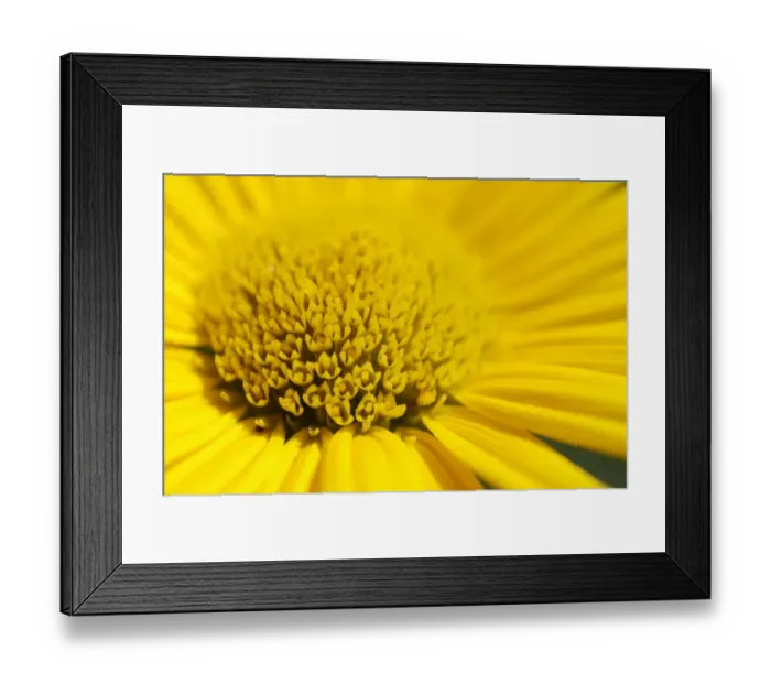 Framed Print : Yellow ox-eye daisy -Buphthalmum salicifolium-, detail view