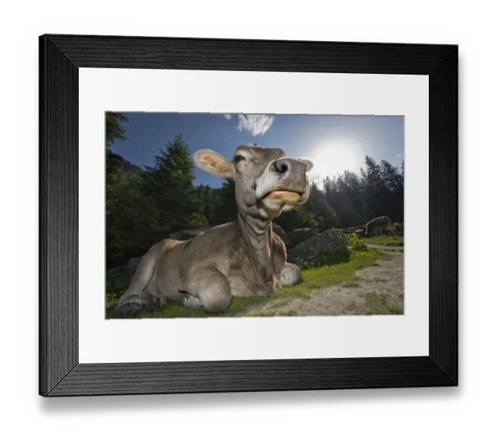 Framed Print : Tyrolean Brown, hornless cow, chewing a cud, Grawa Alm alpine pasture, Stubai Valley, Tyrol, Austria, Europe Framed Print : Tyrolean Brown, hornless cow, chewing a cud, Grawa Alm alpine pasture, Stubai Valley, Tyrol, Austria, Europe