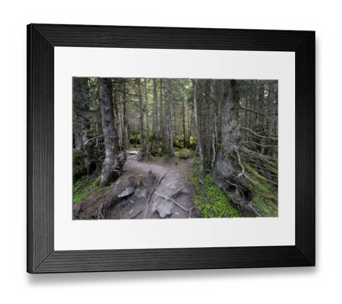 Framed Print : Forest track, Grawa Alm alp, Stubaital valley, Tyrol, Austria, Europe Framed Print : Forest track, Grawa Alm alp, Stubaital valley, Tyrol, Austria, Europe