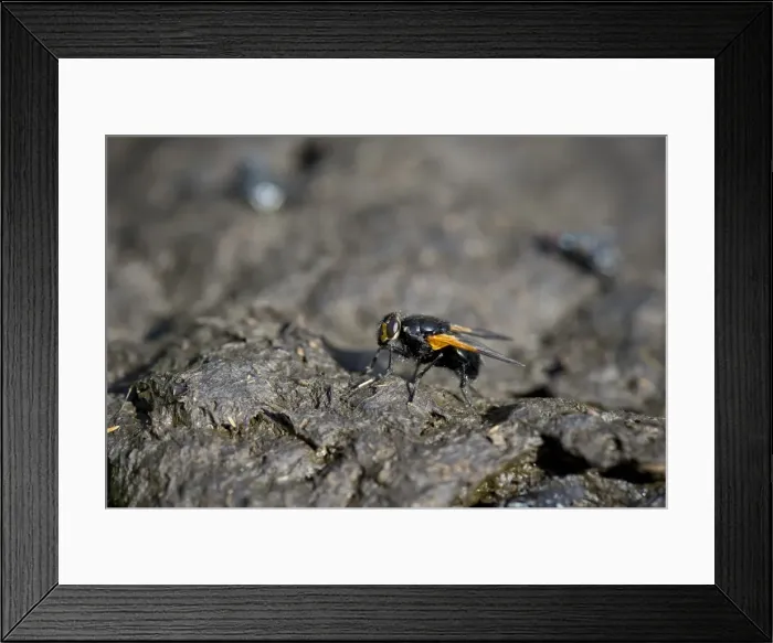 Framed Print : Noon fly -Mesembrina meridiana- perched on cow pat, Grawa Alm alp, Stubaital valley, Tyrol, Austria, Europe Framed Print : Noon fly -Mesembrina meridiana- perched on cow pat, Grawa Alm alp, Stubaital valley, Tyrol, Austria, Europe