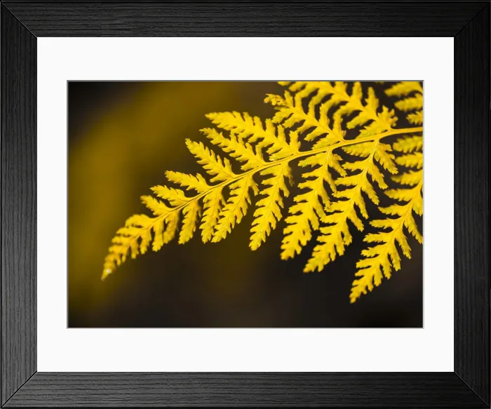 Framed Print : Discoloured frond, Stubai Valley, Tyrol, Austria, Europe Framed Print : Discoloured frond, Stubai Valley, Tyrol, Austria, Europe