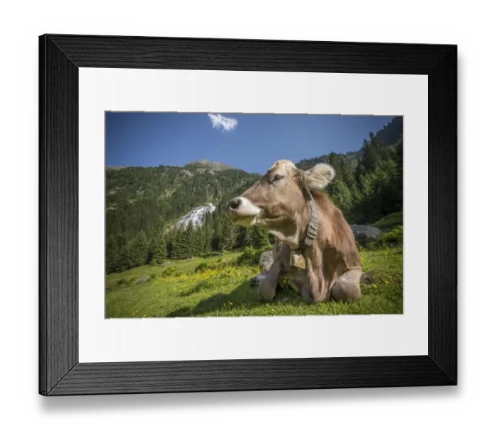 Framed Print : Tyrolean Brown Cattle, cow without horns ruminating, Grawa Alm, mountain pasture, Stubai Valley, Tyrol, Austria, Europe Framed Print : Tyrolean Brown Cattle, cow without horns ruminating, Grawa Alm, mountain pasture, Stubai Valley, Tyrol, Austria, Europe