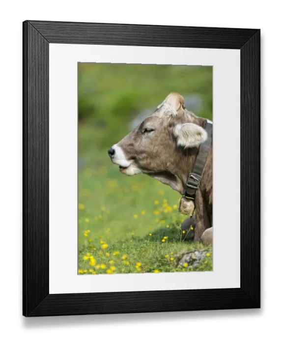 Framed Print : Tyrolean Brown Cattle, calf ruminating, Grawa Alm, mountain pasture, Stubai Valley, Tyrol, Austria, Europe Framed Print : Tyrolean Brown Cattle, calf ruminating, Grawa Alm, mountain pasture, Stubai Valley, Tyrol, Austria, Europe
