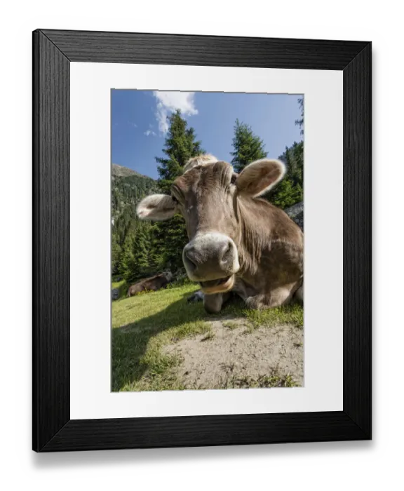 Framed Print : Tyrolean Brown Cattle, cow without horns ruminating, Grawa Alm, mountain pasture, Stubai Valley, Tyrol, Austria, Europe Framed Print : Tyrolean Brown Cattle, cow without horns ruminating, Grawa Alm, mountain pasture, Stubai Valley, Tyrol, Austria, Europe