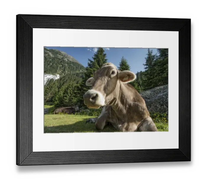 Framed Print : Tyrolean Brown Cattle, cow without horns ruminating, Grawa Alm, mountain pasture, Stubai Valley, Tyrol, Austria, Europe Framed Print : Tyrolean Brown Cattle, cow without horns ruminating, Grawa Alm, mountain pasture, Stubai Valley, Tyrol, Austria, Europe
