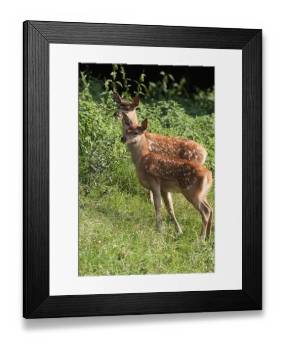 Framed Print : Red deer -Cervus elaphus-, fawns, three weeks, Allgaeu, Bavaria, Germany, Europe Framed Print : Red deer -Cervus elaphus-, fawns, three weeks, Allgaeu, Bavaria, Germany, Europe