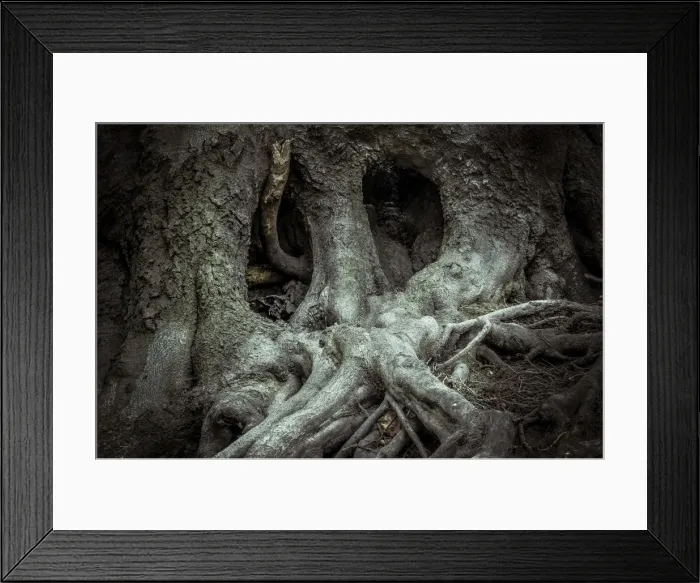 Framed Print : Old beech tree -Fagus-, tree face, Jasmund National Park, Rugen island, Rugen, Mecklenburg-Western Pomerania, Germany Framed Print : Old beech tree -Fagus-, tree face, Jasmund National Park, Rugen island, Rugen, Mecklenburg-Western Pomerania, Germany