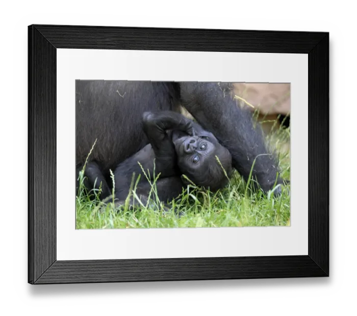 Framed Print : Western Lowland Gorilla -Gorilla gorilla gorilla-, infant, native to Africa, captive, Heidelberg, Baden-Wurttemberg, Germany Framed Print : Western Lowland Gorilla -Gorilla gorilla gorilla-, infant, native to Africa, captive, Heidelberg, Baden-Wurttemberg, Germany