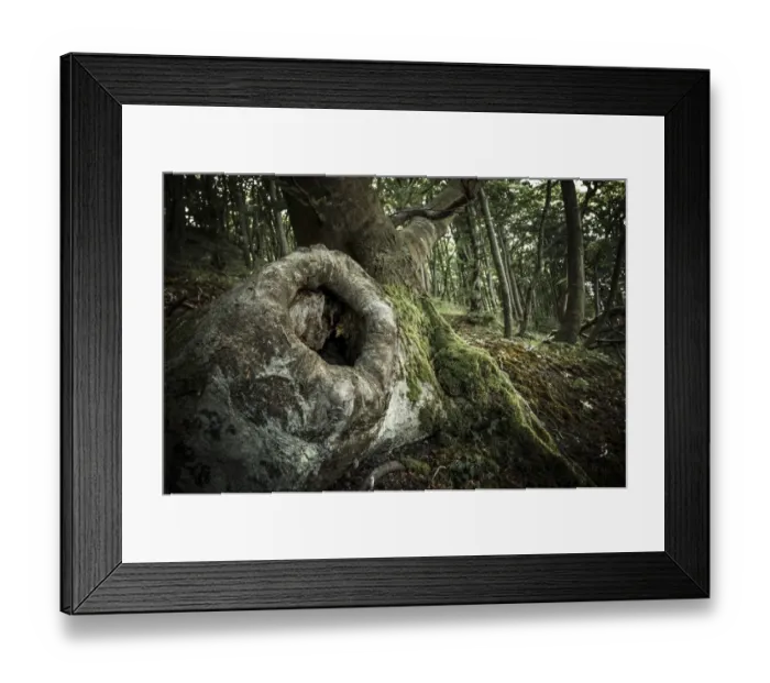 Framed Print : Tree cave in an Ancient Beech -Fagus-, Jasmund National Park, Rugen, Mecklenburg-Western Pomerania, Germany Framed Print : Tree cave in an Ancient Beech -Fagus-, Jasmund National Park, Rugen, Mecklenburg-Western Pomerania, Germany