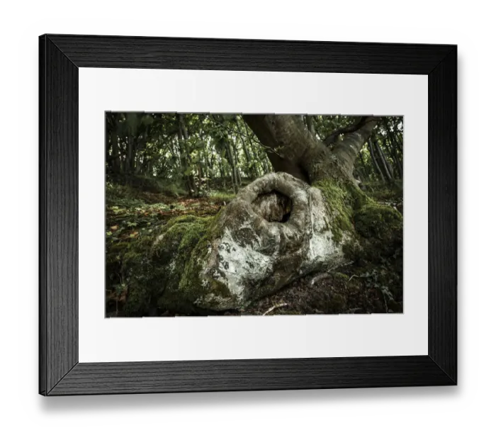 Framed Print : Tree cave in an Ancient Beech -Fagus-, Jasmund National Park, Rugen, Mecklenburg-Western Pomerania, Germany Framed Print : Tree cave in an Ancient Beech -Fagus-, Jasmund National Park, Rugen, Mecklenburg-Western Pomerania, Germany