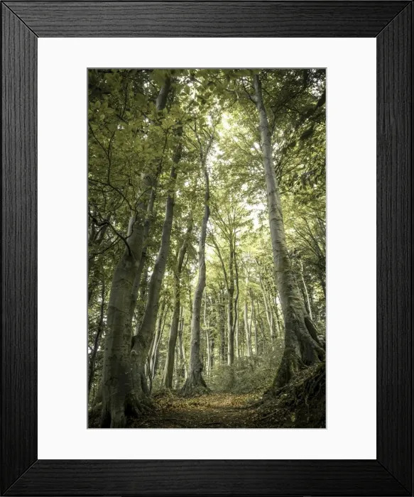 Framed Print : Ancient Beech -Fagus- along the lower shore path from Lohme to Koenigstuhl, Jasmund National Park, Rugen, Mecklenburg-Western Pomerania, Germany Framed Print : Ancient Beech -Fagus- along the lower shore path from Lohme to Koenigstuhl, Jasmund National Park, Rugen, Mecklenburg-Western Pomerania, Germany