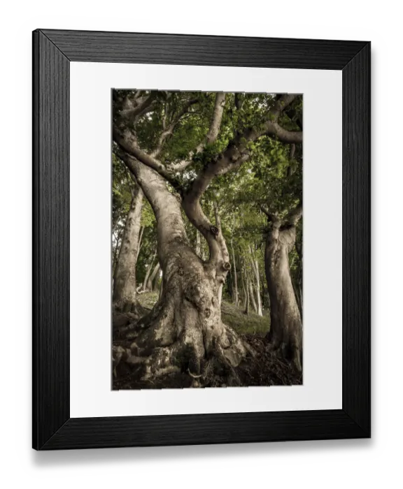 Framed Print : Ancient Beech -Fagus- in a forest, Jasmund National Park, Lohme, Rugen, Mecklenburg-Western Pomerania, Germany Framed Print : Ancient Beech -Fagus- in a forest, Jasmund National Park, Lohme, Rugen, Mecklenburg-Western Pomerania, Germany