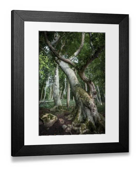 Framed Print : Ancient Beech -Fagus- in a forest, Jasmund National Park, Rugen, Mecklenburg-Western Pomerania, Germany Framed Print : Ancient Beech -Fagus- in a forest, Jasmund National Park, Rugen, Mecklenburg-Western Pomerania, Germany
