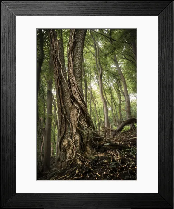 Framed Print : Common Ash -Fraxinus excelsior- with ivy tendrils in a forest, Jasmund National Park, Rugen, Mecklenburg-Western Pomerania, Germany Framed Print : Common Ash -Fraxinus excelsior- with ivy tendrils in a forest, Jasmund National Park, Rugen, Mecklenburg-Western Pomerania, Germany