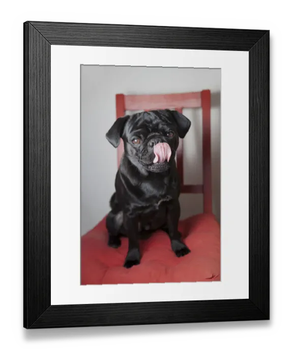 Framed Print : Black pug sitting on a red kitchen chair, licking its snout