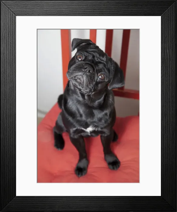 Framed Print : Black pug sitting on a red kitchen chair Framed Print : Black pug sitting on a red kitchen chair